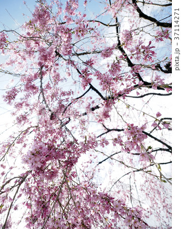 生物写真 植物 花 美しい サクラ しだれ桜 生物写真 植物 花 美しい サクラ しだれ桜 37114271