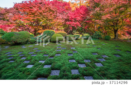 京都　東福寺の庭園　紅葉 37114296