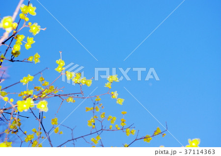 蠟梅の開花 37114363