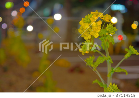 夜の菜の花 37114518