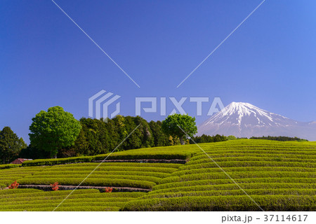 茶畑と富士山（静岡県） 37114617