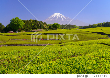 茶畑と富士山（静岡県） 37114619