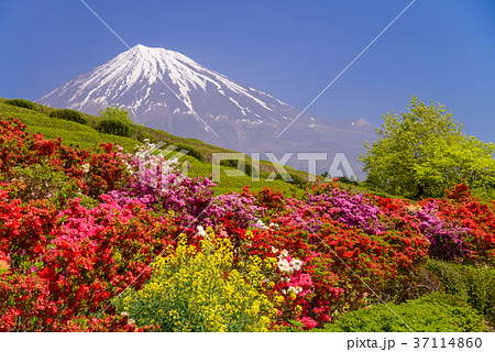 ツツジと富士山(静岡県) ツツジと富士山(静岡県) 37114860