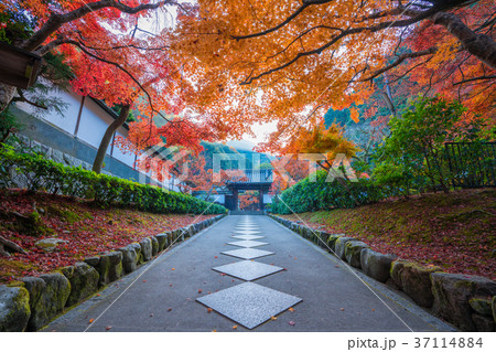 京都　南禅寺塔頭　最勝院の紅葉 37114884