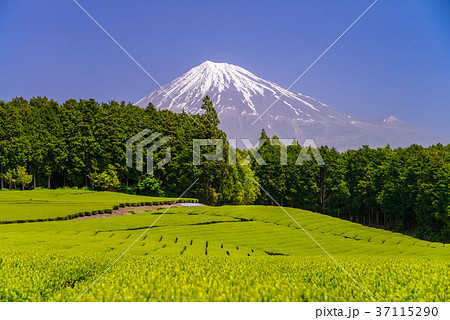 茶畑と富士山（静岡県） 37115290