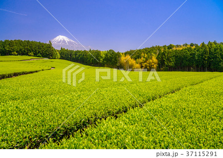 茶畑と富士山(静岡県) 茶畑と富士山(静岡県) 37115291