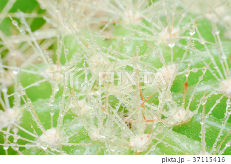 close up macro of a cactus with morning dew close up macro of a cactus with morning dew 37115416