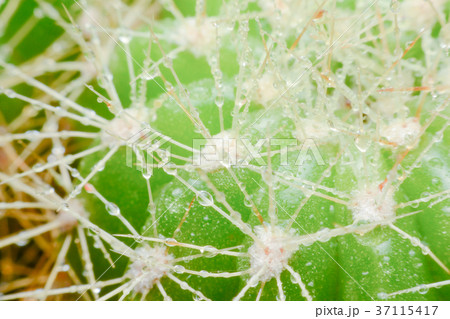 close up macro of a cactus with morning dew close up macro of a cactus with morning dew 37115417