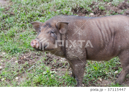 Wild boar in grass, before a thicket (Sus scrofa). 37115447