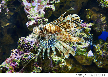 Poisonous lionfish on coral in blue water sea 37115511