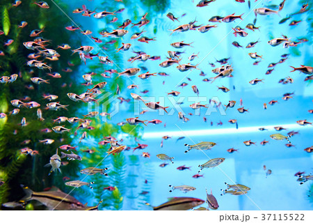 Flock of rasbora trigonostigma heteromorpha in aquarium 37115522