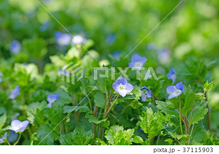 青い花（オオイヌノフグリ） 37115903