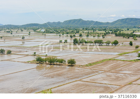Water in the rice field for preparing rice  37116330