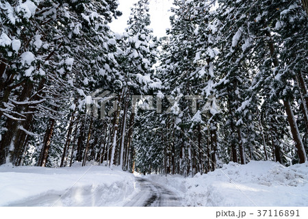 雪の参道 37116891