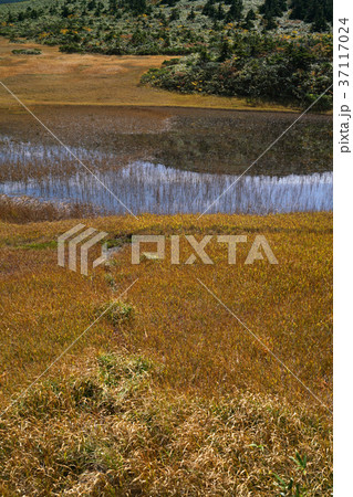 八甲田の田茂萢湿原 37117024
