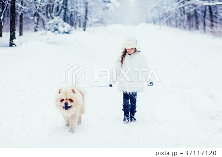 girl walking with chow chow dog girl walking with chow chow dog 37117120