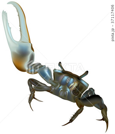 Mud Fiddler Crab Mud Fiddler Crab 37117406