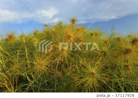 花 フラワー お花 37117926