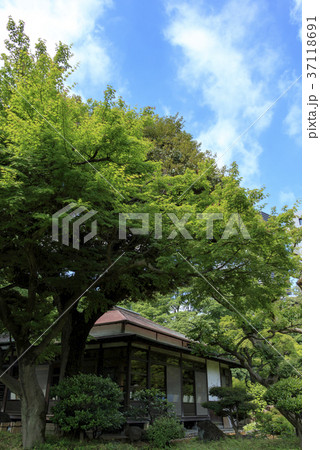 庭園風景（東京、小石川後楽園、初夏・春） 37118691