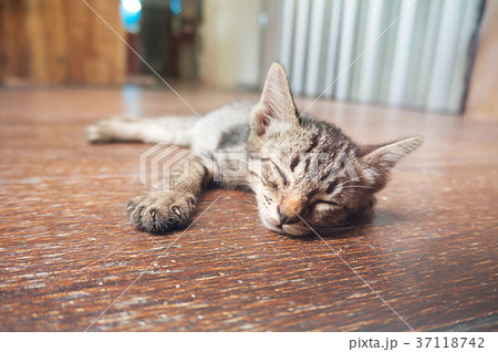 Lazy street little tabby kitten.  Cat  laying on  37118742