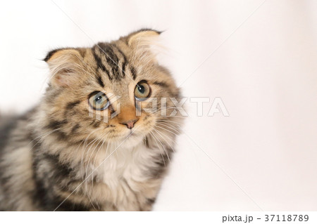 見上げるふわもこ仔猫 37118789