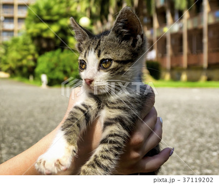 Cute little kitten in hands 37119202