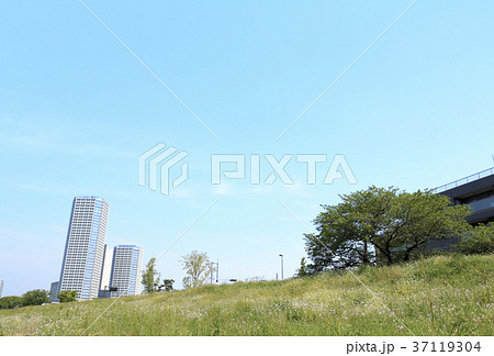 都市風景（東京、二子玉川、新緑） 37119304