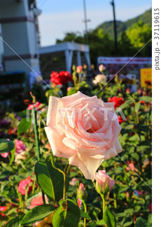 Pink rose Pink rose 37119615
