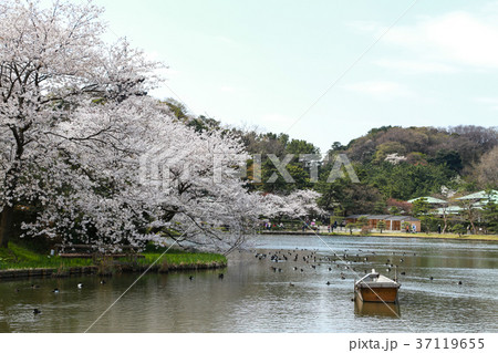 Cherry blossom in Sankeien garden Cherry blossom in Sankeien garden 37119655