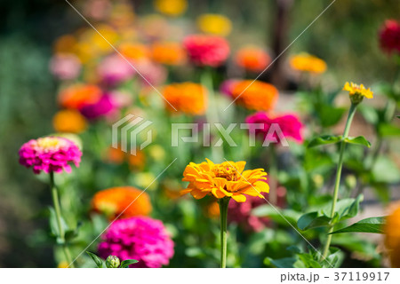 Flowering zinnia in the garden  37119917