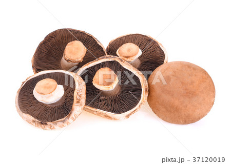 Portobello mushroom isolated on white background 37120019