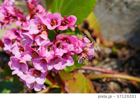 可憐で美しいヒマラヤユキノシタ 37120201