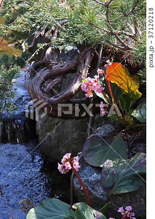 可憐で美しいヒマラヤユキノシタ 37120218