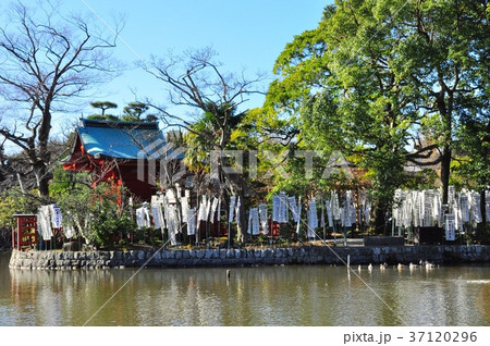 鎌倉鶴岡八幡宮境内の旗上弁財天社と源平池 37120296