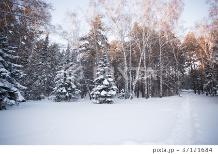 Beautiful winter forest 37121684