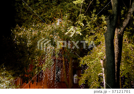 Tree lighting, blur and bokeh. Tree lighting, blur and bokeh. 37121701