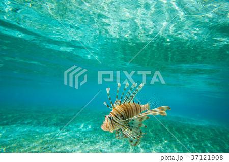 Lion fish swimming under water Lion fish swimming under water 37121908