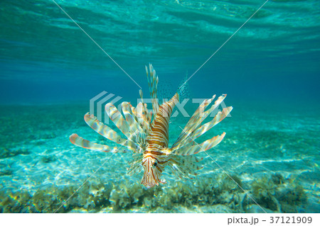 Lion fish swimming under water Lion fish swimming under water 37121909