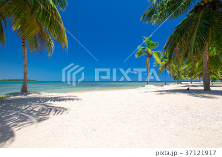 tropical beach with palm trees and blue lagoon 37121917