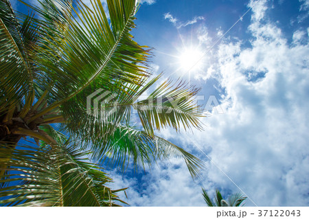 Palm tree on the sky 37122043