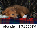 犬　おだやか 37122056