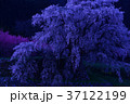 宇陀桜 37122199