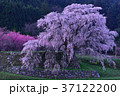 宇陀桜 37122200