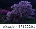宇陀桜 37122201