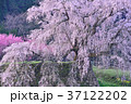 宇陀桜 37122202