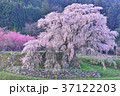 宇陀桜 37122203