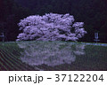 宇陀桜 37122204