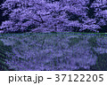 宇陀桜 37122205