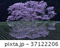 宇陀桜 37122206
