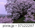宇陀桜 37122207